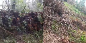 Screenshots from a video showing trees cut down at Karura Forest.